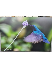 הדפסת תמונה על אלקובונד עם מסגרת אחורית